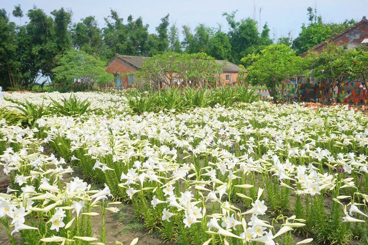 雲林中湖百合花園四湖長春園藝孤挺花園