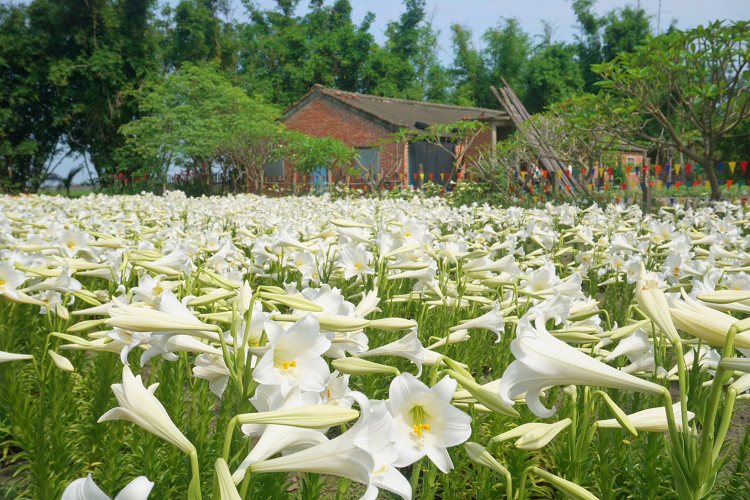雲林中湖百合花園四湖長春園藝孤挺花園