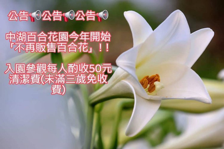 雲林中湖百合花園四湖長春園藝孤挺花園