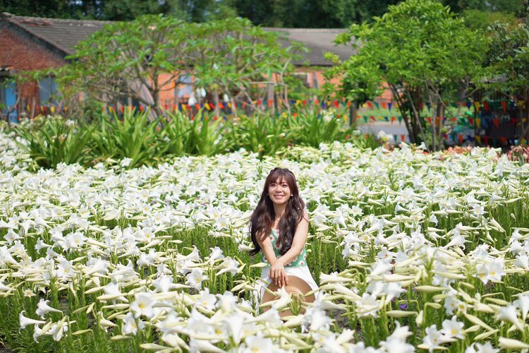 雲林中湖百合花園四湖長春園藝孤挺花園