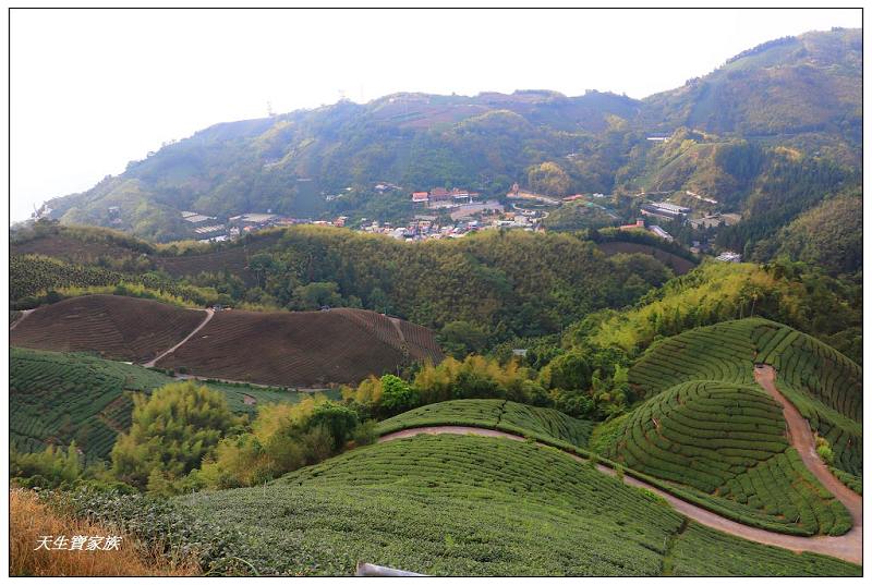 嘉義梅山大巃頂步道,大巃頂觀光茶園,大龍頂