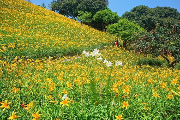 彰化景點、花壇虎山岩金針花、虎山巖金針花、花壇金針花、