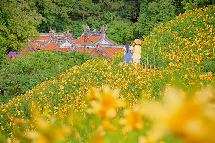 網站近期文章：彰化花壇「虎山巖金針花」虎山岩秘境黃澄澄花海，好療癒