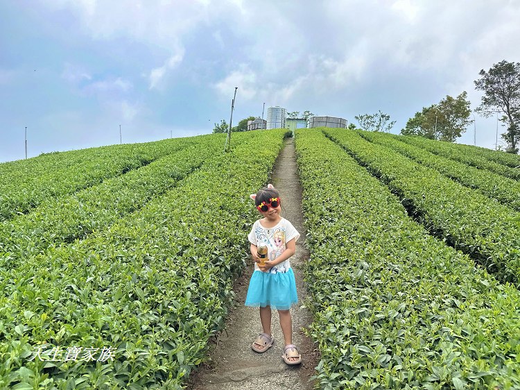 嘉義梅山大巃頂茶園,大巃頂,大巃頂 露營,大巃頂三角點,大巃頂休息棧,大巃頂休息棧露營,大巃頂休閒農場,大巃頂步道,大巃頂海拔,大巃頂登山步道,大巃頂西北峰,大巃頂觀光茶園休閒民宿,大籠頂,大籠頂山茶園,大籠頂步道,大籠頂登山步道,大龍頂,大龍頂步道,奉天岩大巃頂,梅山大巃頂步道,梅山大巃頂茶園,梅山大龍頂茶園,樟腦寮 大巃頂,獨立山大巃頂,紅南坑獨立山 @天生寶家族