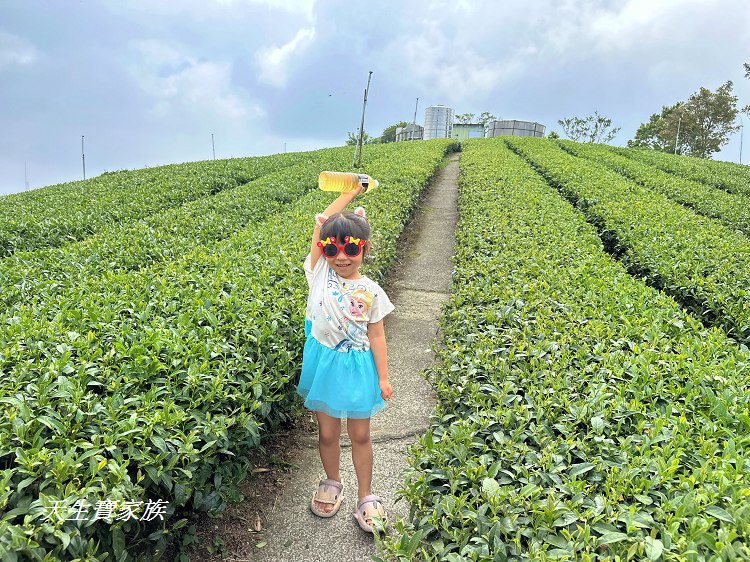 嘉義梅山大巃頂步道,大巃頂觀光茶園,大龍頂
