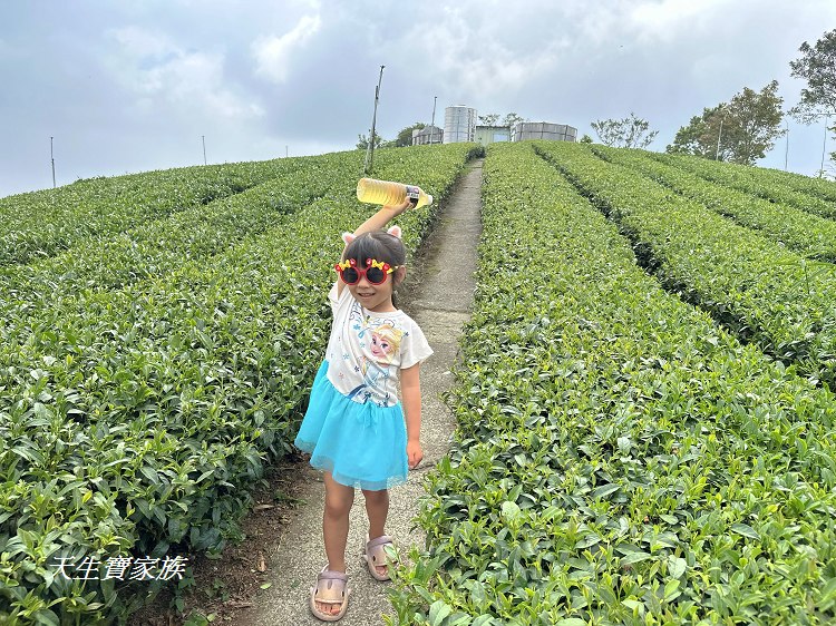 嘉義梅山大巃頂步道,大巃頂觀光茶園,大龍頂