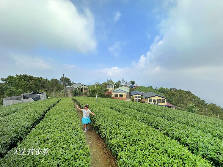 嘉義梅山大巃頂步道,大巃頂觀光茶園,大龍頂