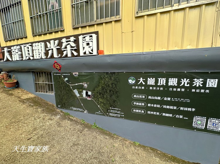 嘉義梅山大巃頂步道,大巃頂觀光茶園,大龍頂