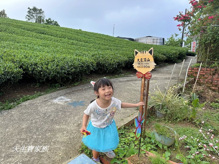 嘉義梅山大巃頂步道,大巃頂觀光茶園,大龍頂