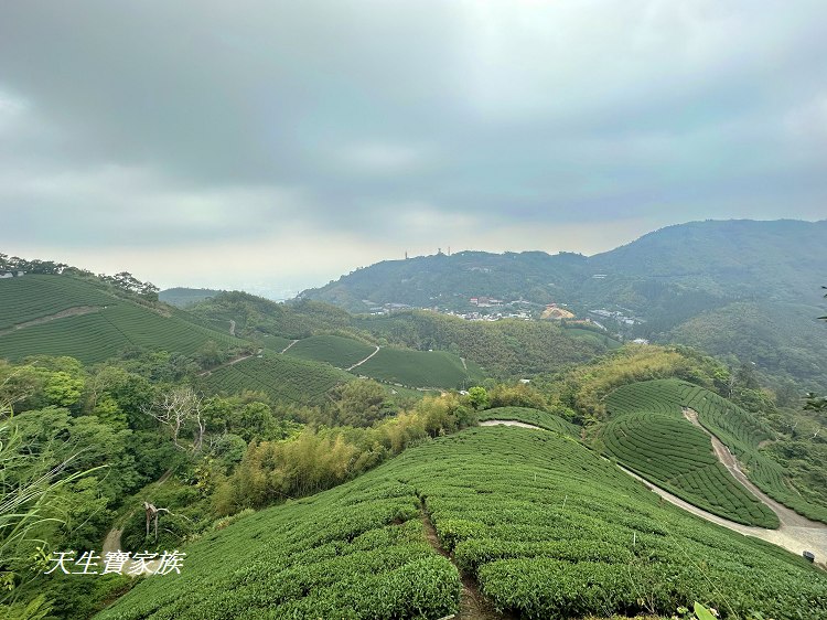 嘉義梅山大巃頂步道,大巃頂觀光茶園,大龍頂