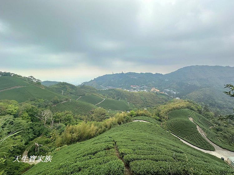 嘉義梅山大巃頂步道,大巃頂觀光茶園,大龍頂