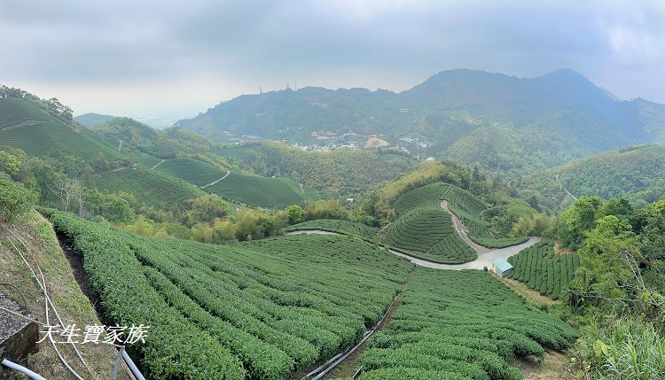 嘉義梅山大巃頂步道,大巃頂觀光茶園,大龍頂