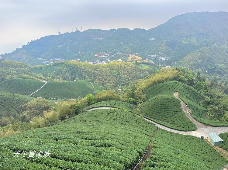 嘉義梅山大巃頂步道,大巃頂觀光茶園,大龍頂