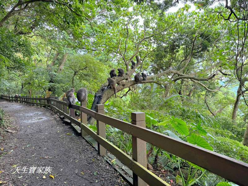 網站近期文章：台北【天母古道】親近大自然，步道超多猴子出沒