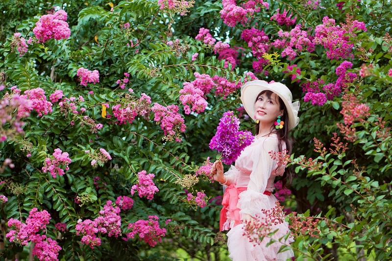 苗栗景點, 苑裡景點, 苗栗苑裡紫薇花園, 苗栗紫微花園, 苗栗紫薇花, 苑裡紫薇花園, 紫薇花園最新花況