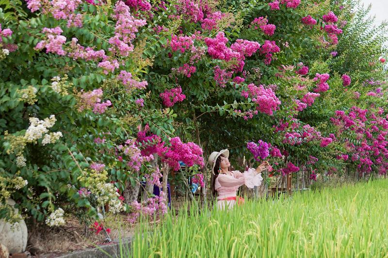 苗栗景點, 苑裡景點, 苗栗苑裡紫薇花園, 苗栗紫微花園, 苗栗紫薇花, 苑裡紫薇花園, 紫薇花園最新花況