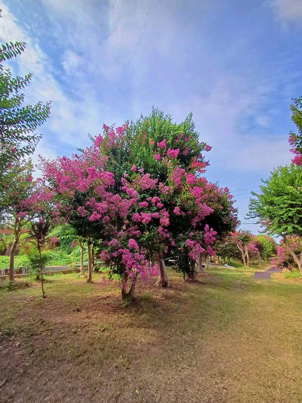 苗栗景點, 苑裡景點, 苗栗苑裡紫薇花園, 苗栗紫微花園, 苗栗紫薇花, 苑裡紫薇花園, 紫薇花園最新花況