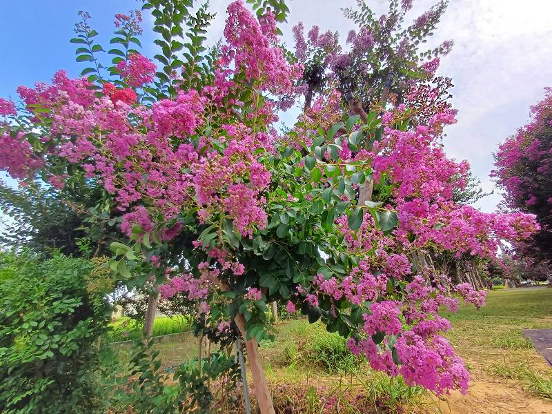 苗栗景點, 苑裡景點, 苗栗苑裡紫薇花園, 苗栗紫微花園, 苗栗紫薇花, 苑裡紫薇花園, 紫薇花園最新花況