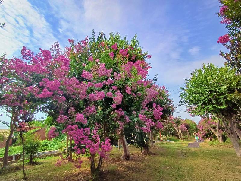 苗栗景點, 苑裡景點, 苗栗苑裡紫薇花園, 苗栗紫微花園, 苗栗紫薇花, 苑裡紫薇花園, 紫薇花園最新花況