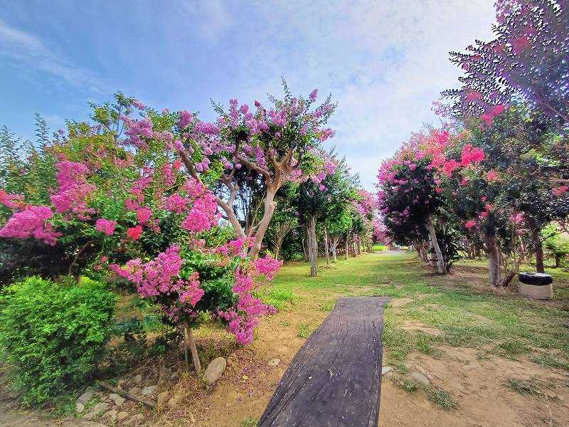 苗栗景點, 苑裡景點, 苗栗苑裡紫薇花園, 苗栗紫微花園, 苗栗紫薇花, 苑裡紫薇花園, 紫薇花園最新花況