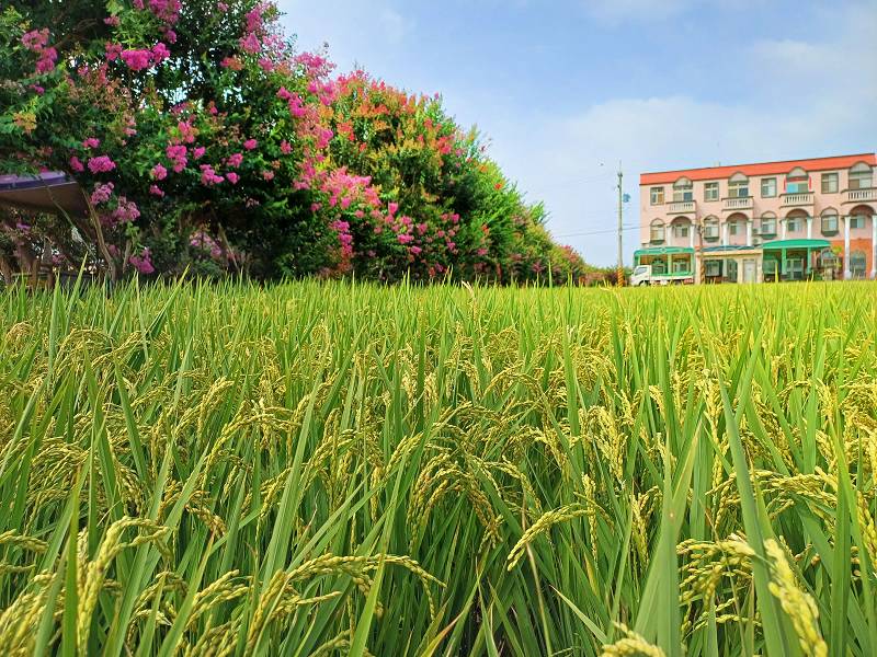 苗栗景點, 苑裡景點, 苗栗苑裡紫薇花園, 苗栗紫微花園, 苗栗紫薇花, 苑裡紫薇花園, 紫薇花園最新花況