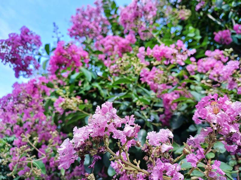 苗栗景點, 苑裡景點, 苗栗苑裡紫薇花園, 苗栗紫微花園, 苗栗紫薇花, 苑裡紫薇花園, 紫薇花園最新花況