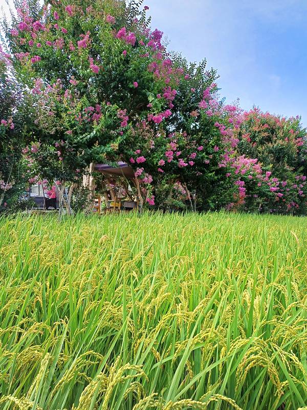 苗栗景點, 苑裡景點, 苗栗苑裡紫薇花園, 苗栗紫微花園, 苗栗紫薇花, 苑裡紫薇花園, 紫薇花園最新花況