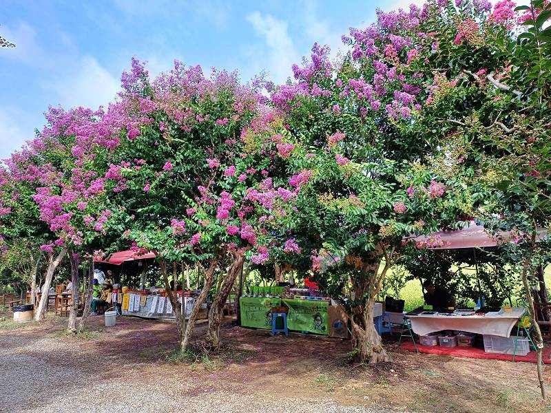 苗栗景點, 苑裡景點, 苗栗苑裡紫薇花園, 苗栗紫微花園, 苗栗紫薇花, 苑裡紫薇花園, 紫薇花園最新花況