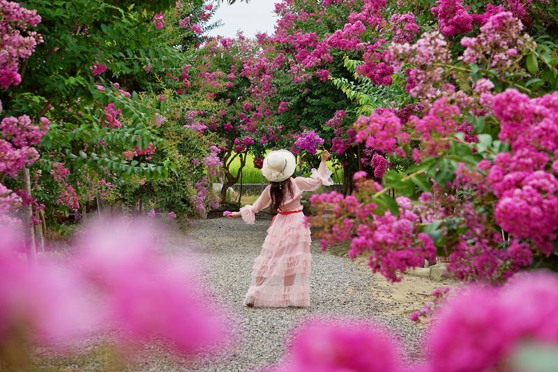 苗栗景點, 苑裡景點, 苗栗苑裡紫薇花園, 苗栗紫微花園, 苗栗紫薇花, 苑裡紫薇花園, 紫薇花園最新花況