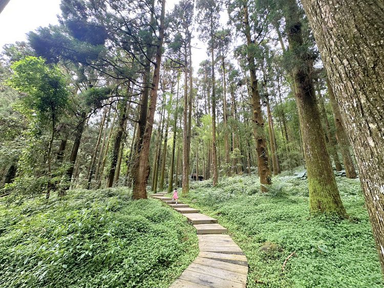 嘉義景點,大凍山步道路線圖,奮起步道,奮起步道地圖,奮起步道怎麼去,奮起步道探險,奮起步道美景,奮起步道行程攻略,奮起湖,奮起湖一日遊,奮起湖便當,奮起湖南側步道,奮起湖巨木,奮起湖景點,奮起湖杉林步道,奮起湖步道,奮起湖步道入口,奮起湖步道圖,奮起湖步道地圖,奮起湖步道推薦,奮起湖步道整修,奮起湖步道系統,奮起湖步道要走多久,奮起湖步道難度,奮起湖火車,奮起湖神社,奮起湖老街,糕仔崁古道,鹿鼎神木,鹿鼎老樹