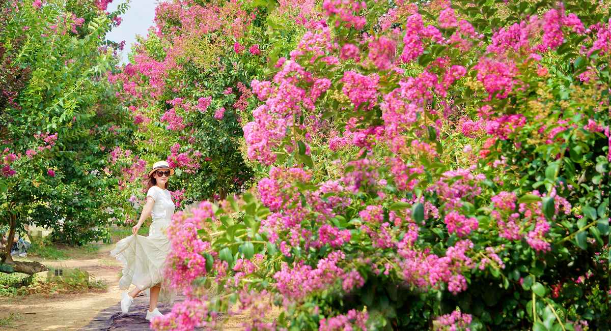 苗栗景點, 苑裡景點, 苗栗苑裡紫薇花園, 苗栗紫微花園, 苗栗紫薇花, 苑裡紫薇花園, 紫薇花園最新花況