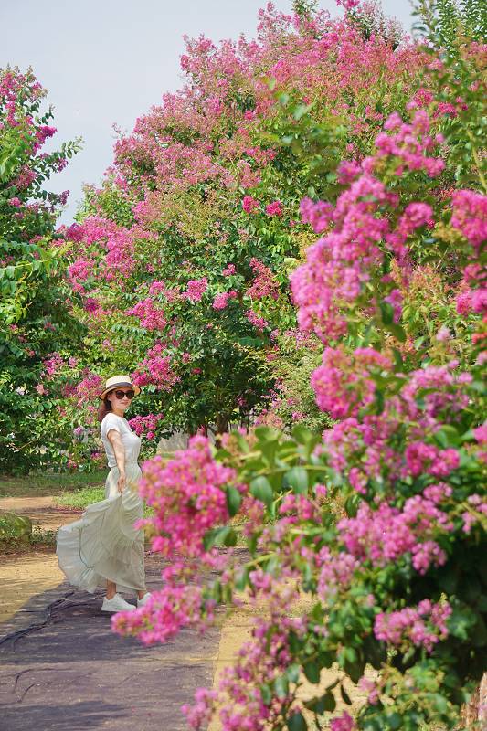 苗栗景點, 苑裡景點, 苗栗苑裡紫薇花園, 苗栗紫微花園, 苗栗紫薇花, 苑裡紫薇花園, 紫薇花園最新花況