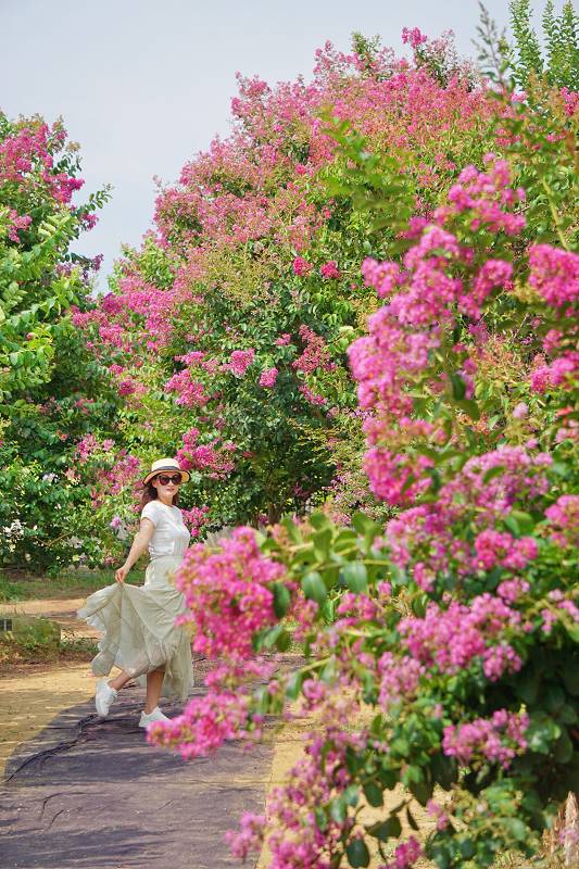 苗栗景點, 苑裡景點, 苗栗苑裡紫薇花園, 苗栗紫微花園, 苗栗紫薇花, 苑裡紫薇花園, 紫薇花園最新花況