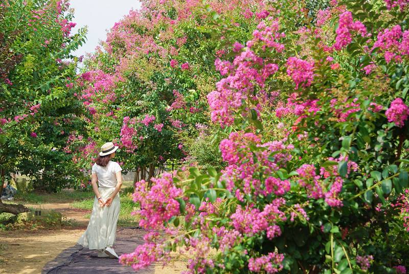 苗栗景點, 苑裡景點, 苗栗苑裡紫薇花園, 苗栗紫微花園, 苗栗紫薇花, 苑裡紫薇花園, 紫薇花園最新花況