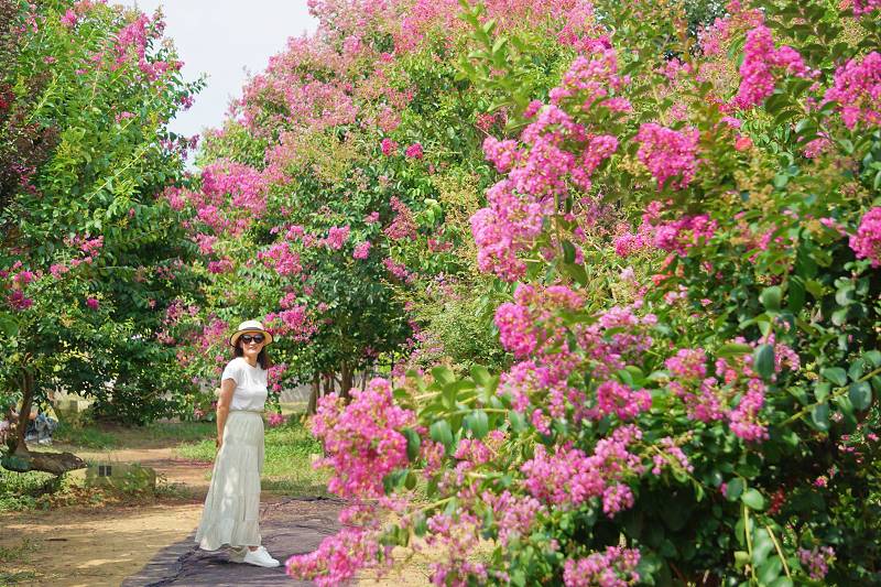 網站近期文章：苗栗苑裡紫薇花園：網美們最愛打卡熱點～隨手拍都是相親照