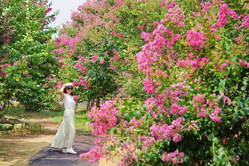 苗栗景點, 苑裡景點, 苗栗苑裡紫薇花園, 苗栗紫微花園, 苗栗紫薇花, 苑裡紫薇花園, 紫薇花園最新花況