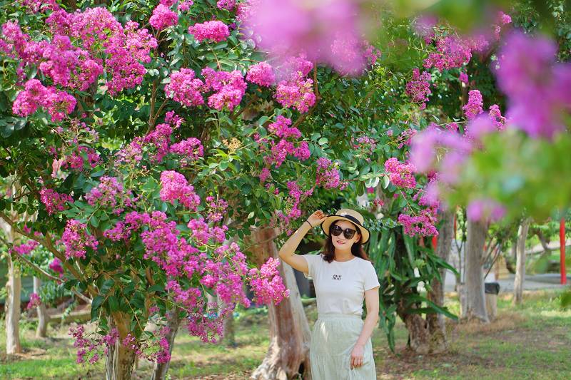 苗栗景點, 苑裡景點, 苗栗苑裡紫薇花園, 苗栗紫微花園, 苗栗紫薇花, 苑裡紫薇花園, 紫薇花園最新花況