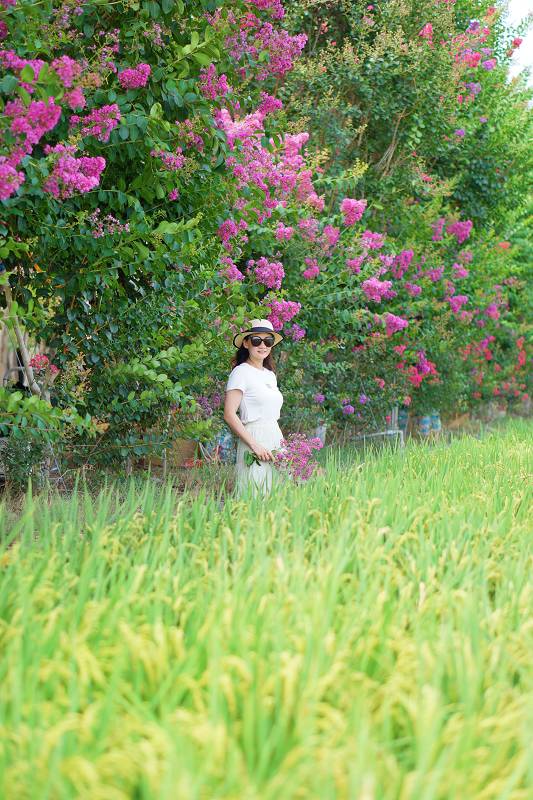 苗栗景點, 苑裡景點, 苗栗苑裡紫薇花園, 苗栗紫微花園, 苗栗紫薇花, 苑裡紫薇花園, 紫薇花園最新花況