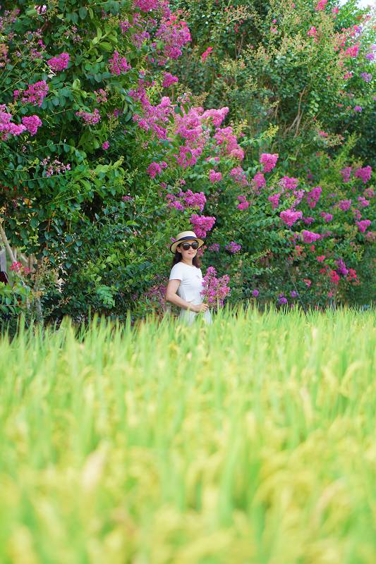 苗栗景點, 苑裡景點, 苗栗苑裡紫薇花園, 苗栗紫微花園, 苗栗紫薇花, 苑裡紫薇花園, 紫薇花園最新花況