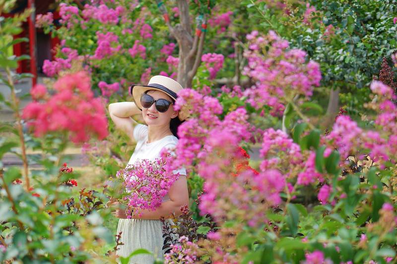 苗栗景點, 苑裡景點, 苗栗苑裡紫薇花園, 苗栗紫微花園, 苗栗紫薇花, 苑裡紫薇花園, 紫薇花園最新花況