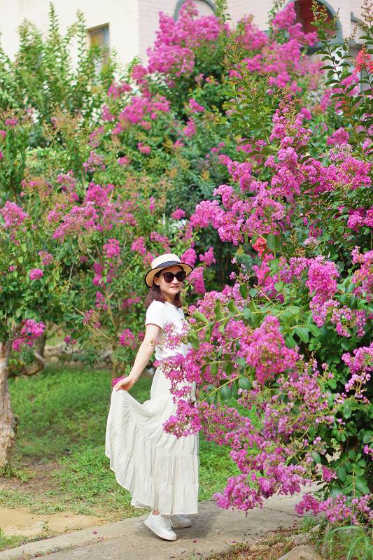 苗栗景點, 苑裡景點, 苗栗苑裡紫薇花園, 苗栗紫微花園, 苗栗紫薇花, 苑裡紫薇花園, 紫薇花園最新花況