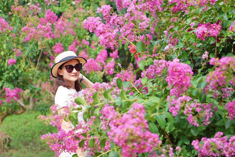 苗栗景點, 苑裡景點, 苗栗苑裡紫薇花園, 苗栗紫微花園, 苗栗紫薇花, 苑裡紫薇花園, 紫薇花園最新花況