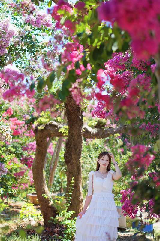 苗栗景點, 苑裡景點, 苗栗苑裡紫薇花園, 苗栗紫微花園, 苗栗紫薇花, 苑裡紫薇花園, 紫薇花園最新花況