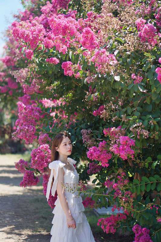 苗栗景點, 苑裡景點, 苗栗苑裡紫薇花園, 苗栗紫微花園, 苗栗紫薇花, 苑裡紫薇花園, 紫薇花園最新花況