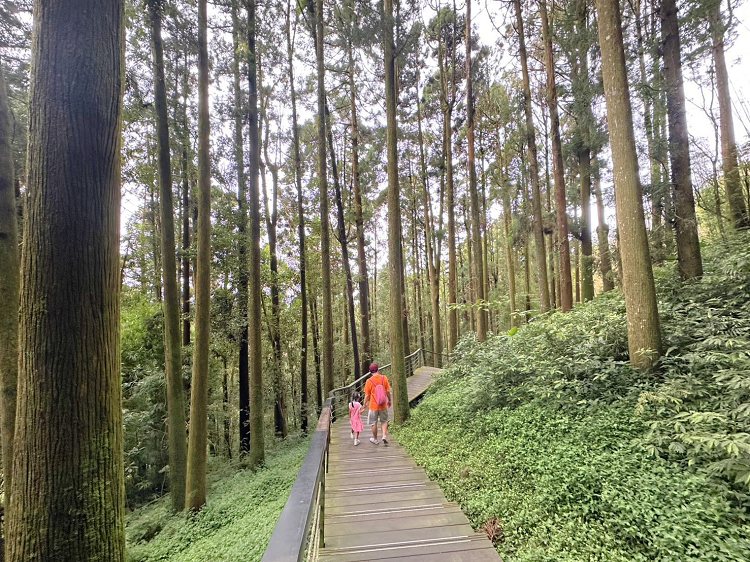 嘉義景點,大凍山步道路線圖,奮起步道,奮起步道地圖,奮起步道怎麼去,奮起步道探險,奮起步道美景,奮起步道行程攻略,奮起湖,奮起湖一日遊,奮起湖便當,奮起湖南側步道,奮起湖巨木,奮起湖景點,奮起湖杉林步道,奮起湖步道,奮起湖步道入口,奮起湖步道圖,奮起湖步道地圖,奮起湖步道推薦,奮起湖步道整修,奮起湖步道系統,奮起湖步道要走多久,奮起湖步道難度,奮起湖火車,奮起湖神社,奮起湖老街,糕仔崁古道,鹿鼎神木,鹿鼎老樹