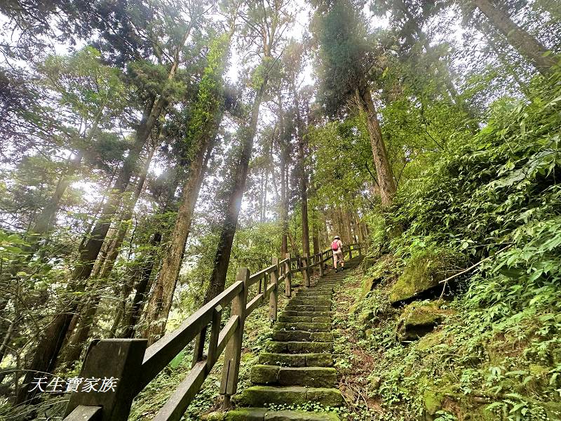 嘉義一日遊、奮起湖、奮起湖一日遊、奮起湖觀景台、奮起湖火車、奮起湖便當、奮起湖一日遊、奮起湖住宿、奮起湖景點