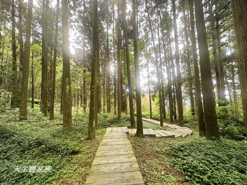 嘉義景點、奮起湖、奮起步道、奮起湖步道、奮起湖神社、奮起湖檜木步道、奮起湖天氣