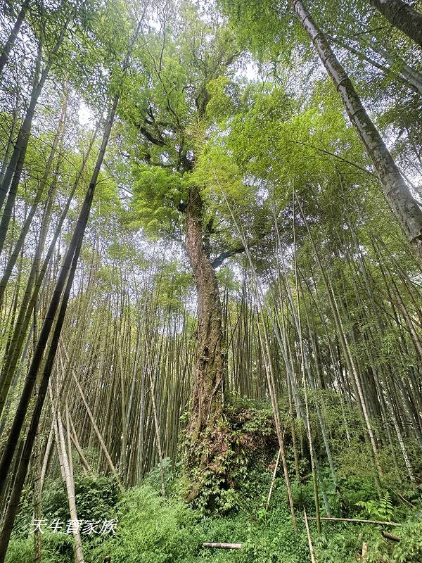 嘉義景點、奮起湖、奮起步道、奮起湖步道、奮起湖神社、奮起湖檜木步道、奮起湖天氣