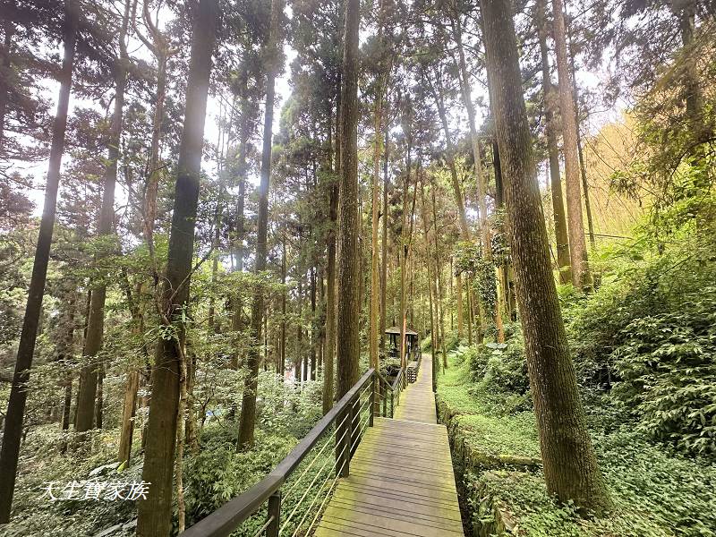 嘉義景點、奮起湖、奮起步道、奮起湖步道、奮起湖神社、奮起湖檜木步道、奮起湖天氣