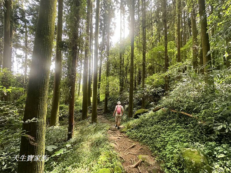 嘉義景點、奮起湖、奮起步道、奮起湖步道、奮起湖神社、奮起湖檜木步道、奮起湖天氣